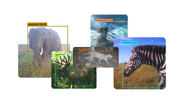 Open-source AI SpeciesNet fremmer naturbevarelse